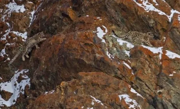 إذا تمكنت من اكتشاف نمور الثلج المختبئين في جبال الهيمالايا ، فيجب أن يكون لديك بصر مثالي.
