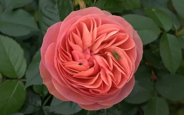 the most beautiful roses in the world 10155 1 1513797327