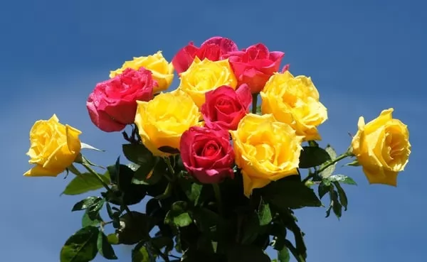 the most beautiful roses in the world 10155 1 1513797423