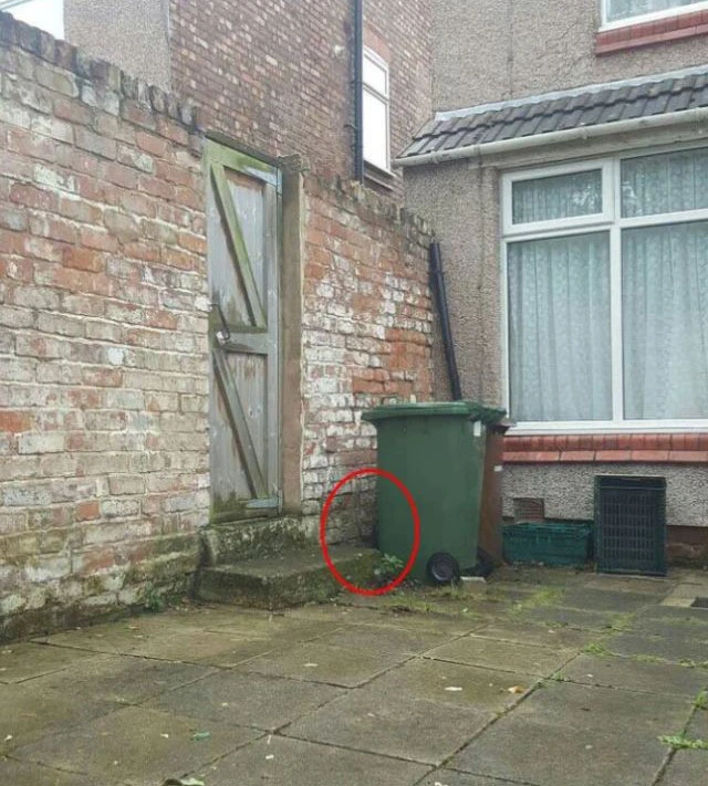 القطة مخبأة بين الصندوق الأخضر وجدار القرميد