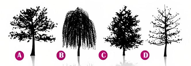 أي شجرة أدناه تشعر بأنها الأكثر ثباتًا وقادرة على الصمود في وجه العواصف؟