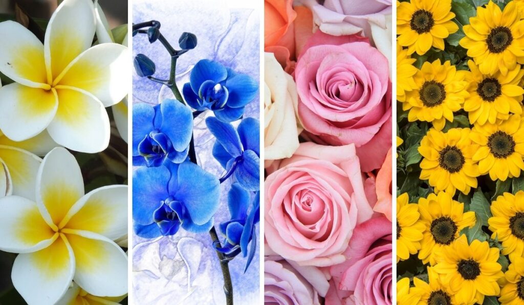 Pick a Flower and Learn More About You Your Main Challenge 1024x597 1