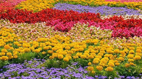 types of flowers in garden 120 4974 8457 1676620195