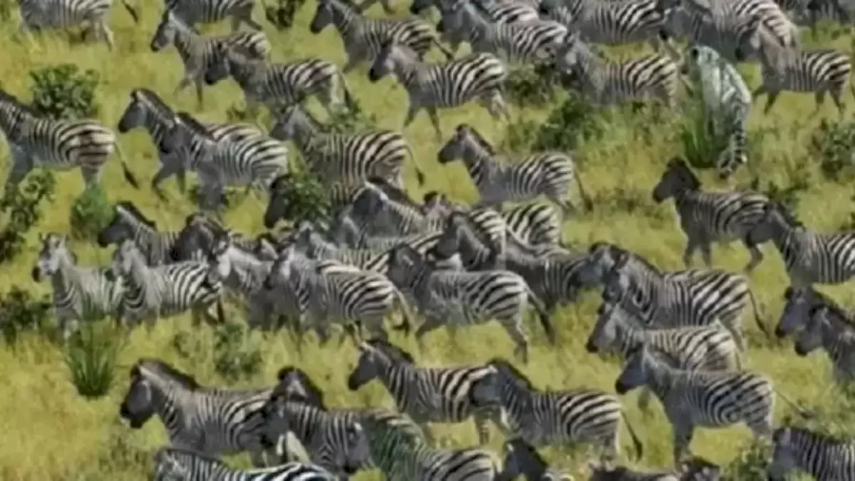 optical illusion visual test there is a tiger hidden among these zebras can you spot it within 13 seconds 63e23010d09f7 1675767824