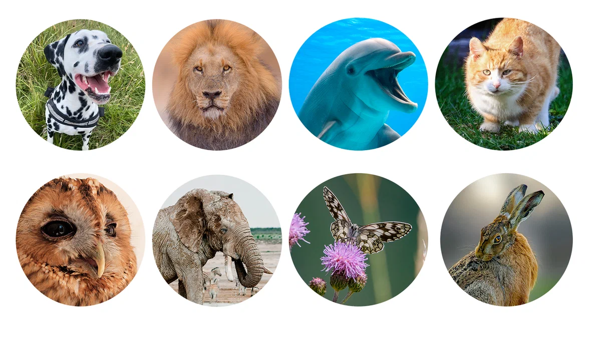 ألق نظرة على صور الحيوانات ادرس بعناية صورة كل حيوان. اختر صورة واحدة فقط تحبها أكثر.