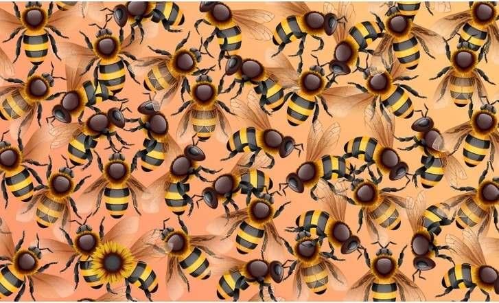 يقول جاجرانجوش : 5% فقط من الناس يمكنهم رؤية زهرة عباد الشمس مخبأة بين النحل في الصورة  .