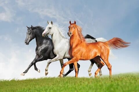 تعتبر الخيول من أكثر المخلوقات وفاءً وحكمة على وجه الأرض! في العصور القديمة كانوا يعتبرون رمزا لحسن الحظ. واليوم أعددت لك اختبارًا رائعًا تحتاج فيه إلى اختيار حصانك المفضل ومعرفة اللقاء الذي أعده لك الكون في المستقبل القريب.