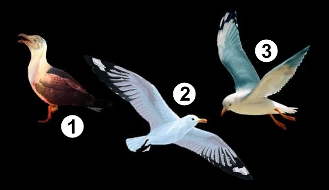 نقدم لكم اليوم توقعات اختبارية تظهر ثلاثة طيور جميلة - ثلاثة طيور النورس. اختر واحدًا يعجبك أكثر ويجذبك، واكتشف ما سيجلبه لك…